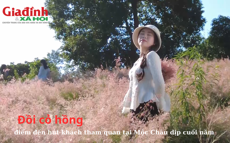 Đồi cỏ hồng – điểm đến hút khách tham quan tại Mộc Châu dịp cuối năm