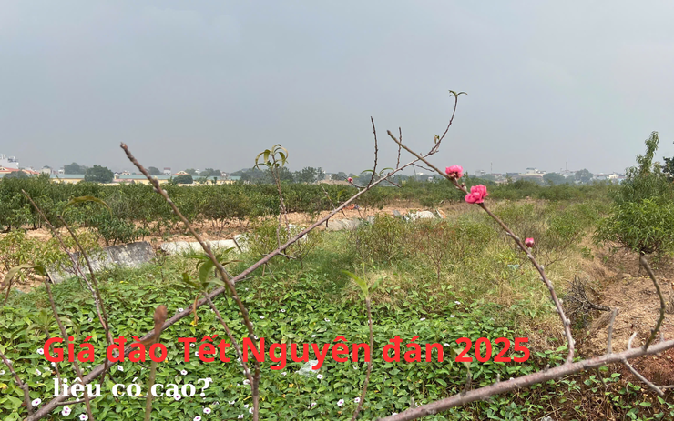 Giá đào Tết Nguyên đán năm 2025 có nhiều biến động? 