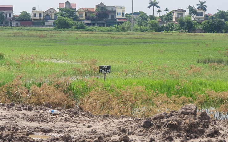 Dự án CCN Yên Bằng - Nam Định sau 3 năm thi công vẫn là đầm lầy, trở thành nơi thả cá