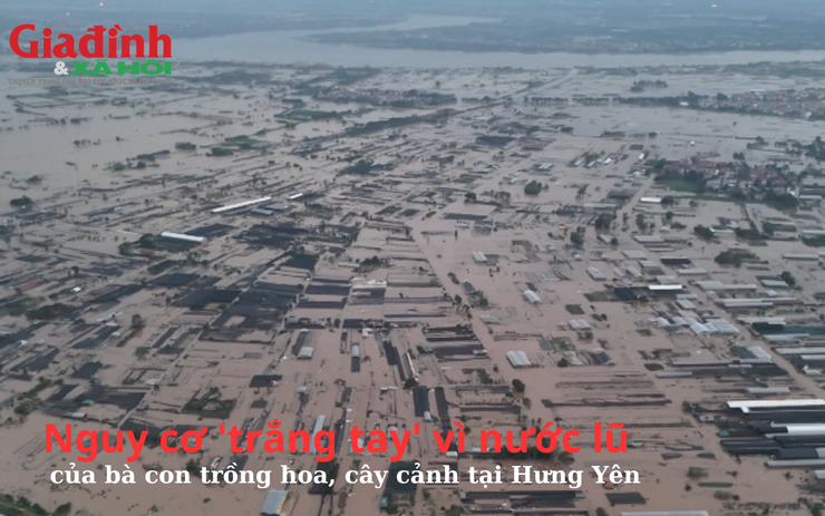 Nguy cơ 'trắng tay' vì nước lũ của bà con trồng hoa, cây cảnh tại Hưng Yên 