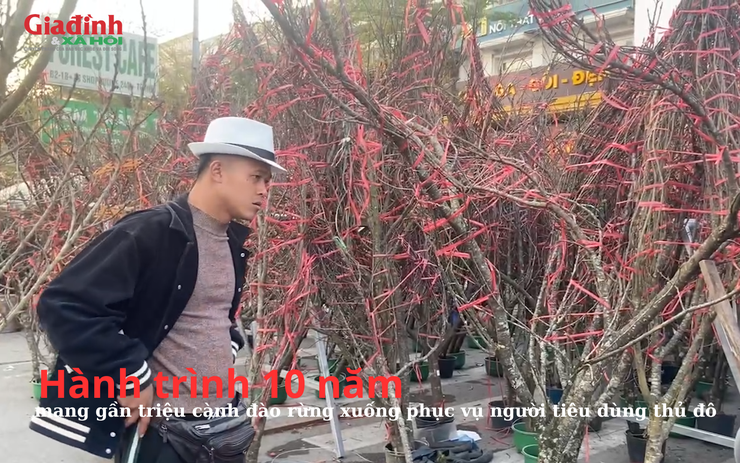 Hành trình 10 năm mang gần triệu cành đào rừng xuống phục vụ người tiêu dùng thủ đô
