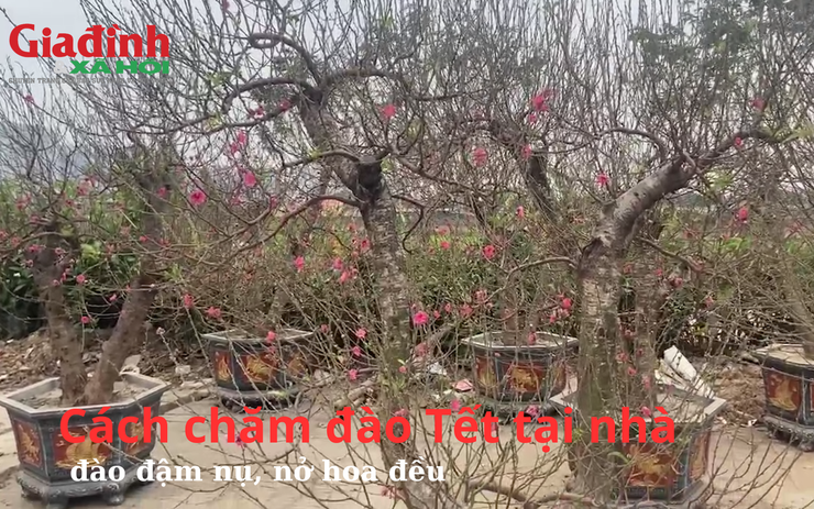 Chủ nhân 1000 gốc đào tại Hà Nội hướng dẫn cách chăm sóc đào đậm nụ, nở hoa đều ngày Tết