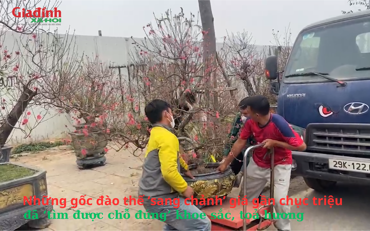 Những gốc đào thế ‘sang chảnh’ giá gần chục triệu đã ‘tìm được chỗ đứng’ khoe sắc, toả hương 