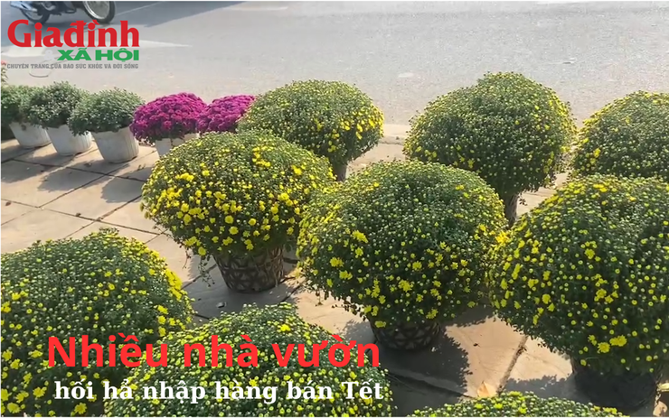 Nhiều nhà vườn hối hả nhập hàng bán Tết