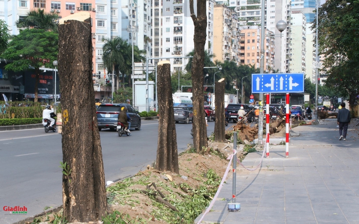 Hà Nội: Xén hè, di dời 52 cây xanh để 'giải cứu' điểm nóng ùn tắc giao thông