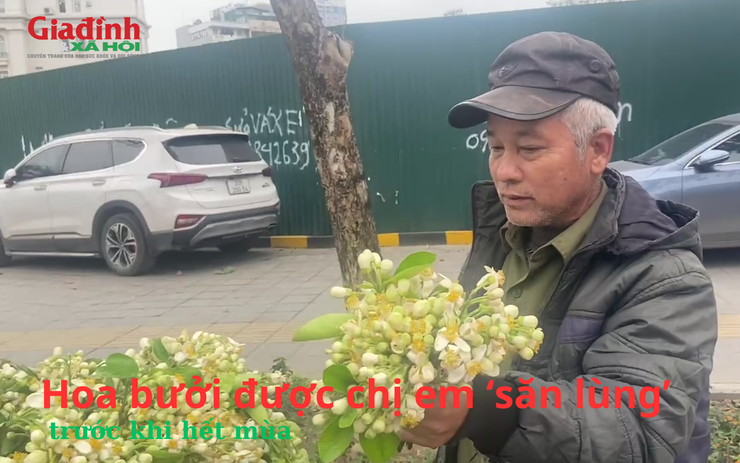 Hoa bưởi được chị em ‘săn lùng’ trước khi hết mùa