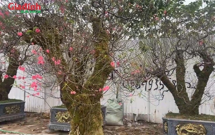 Lặn lội tìm gốc đào cổ, người buôn đào chỉ cho thuê, không dám bán đứt