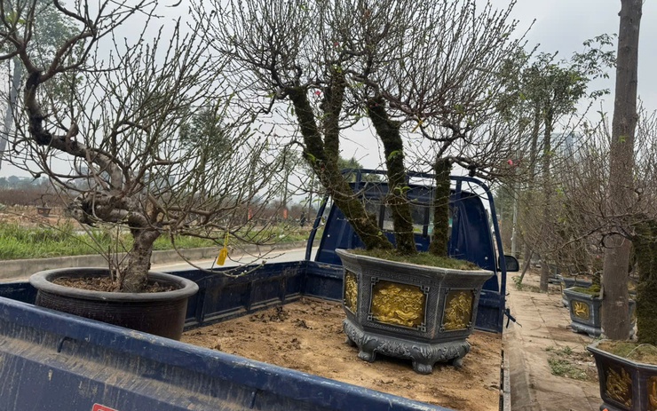 Đào Bắc Nam tiến, số lượng năm sau tăng hơn năm trước