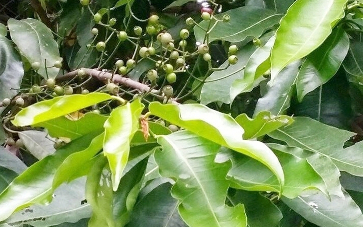 Điều gì xảy ra với cơ thể nếu uống nước lá vối mỗi ngày?