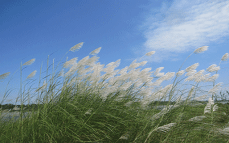 Ảnh đẹp: Hoa cỏ lau trong gió