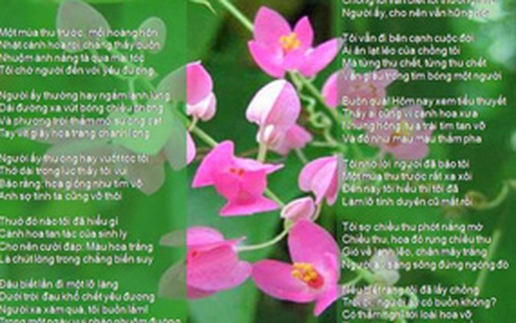 Tuyển Tập 15 Bài Thơ Về Hoa Tigon Sắc Hồng Chung Thủy  Lãng Mạn