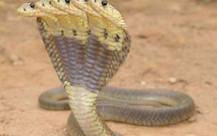 Thót tim cảnh rắn hổ mang Ấn Độ bạnh hàm hết cỡ nuốt chửng rắn lục | Báo  Dân trí