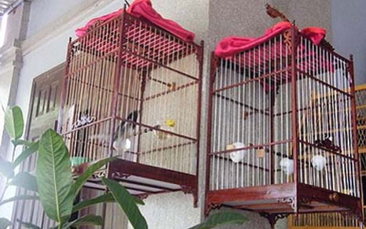 Kênh chim cảnh Việt