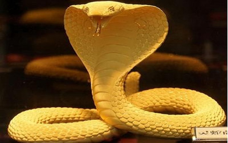 Giá rắn vàng đang được rất nhiều người săn đón trên thị trường. Đây là một loài rắn quý hiếm và vô cùng đẹp mắt, nó đã trở thành biểu tượng của sự giàu có và sang trọng. Nếu bạn muốn xem và ngắm nhìn bức ảnh thú vị về giá rắn vàng, hãy nhấn vào đây và truy cập ngay.