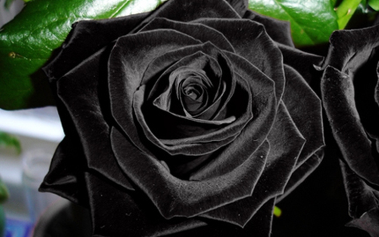Truyền thuyết về hoa hồng đen đã nói đến những câu chuyện cổ tích về sự tinh túy và cao quý của nó. Hình ảnh hoa hồng đen sẽ giúp bạn bước vào chuyên mục này và khám phá thêm những điều thú vị về câu chuyện này.
