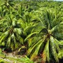 Vườn dừa 25.000 cây, có thể thu 25.000 USD từ bán tín chỉ carbon