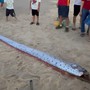 Xác cá mái chèo dài hơn 4m dạt vào bờ biển Thừa Thiên Huế