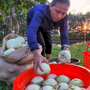 Nắng nóng gay gắt, dân trồng dưa ở Hà Tĩnh phấn khởi đếm quả thu tiền