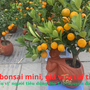 Quất bonsai mini, giá vừa túi tiền, hợp ‘gu’ người tiêu dùng dịp Tết Nguyên đán 2025