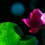 Tháng sinh Âm lịch của người càng kết hôn muộn càng nhiều phúc lộc, sự nghiệp thăng hoa