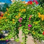 Một loại cây cảnh phong thủy trồng trước cửa nhà không chỉ đẹp, dễ trồng mà còn đuổi tà, mang tài lộc cho gia chủ