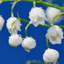 Số cuối ngày sinh Âm lịch của người giỏi giang: Giống như rượu ngon, càng để lâu càng thơm