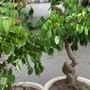 Trồng cây ăn quả này trước cửa vừa cho bóng mát vừa giúp gia chủ ‘hái lộc quanh năm’, con cái dễ thành tài