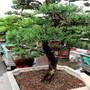 Trồng cây này trước cửa, nhà vừa yên bình vừa hút tài lộc – chuyên gia phong thủy khuyên ai cũng nên biết