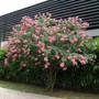 Loại cây phong thủy được cho là 'nam châm hút tiền', hầu như có mặt trong những gia đình giàu