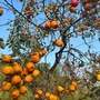 Vườn hồng cổ trăm tuổi dưới chân núi Đại Huệ tiêu điều sau bão