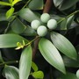 Loại cây cảnh dùng để khai vận