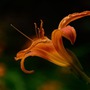 Tháng sinh Âm lịch của người dũng cảm, quyết đoán, càng kiên cường càng thịnh vượng