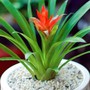 Cây thu hút tài lộc phong thuỷ theo tuổi và vị trí, giúp gia chủ phú quý, sung túc