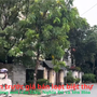 Hà Nội: Khó tin trước giá bán biệt thự tại 3 phường mới Cầu Giấy, Nghĩa Đô và Yên Hòa