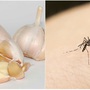 Cách đuổi muỗi bằng tỏi đơn giản, hiệu quả