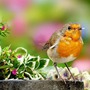 Tháng sinh Âm lịch của người kín đáo, chỉ bùng nổ khi thời cơ đến