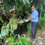 Phát hiện rùa núi vàng quý hiếm lạc vào vườn nhà dân ở Huế