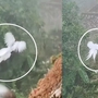 Thực hư đàn 'phượng hoàng trắng' bất ngờ xuất hiện, bay lượn giữa trời: Ở Việt Nam cũng có loài này