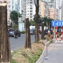 Hà Nội: Xén hè, di dời 52 cây xanh để 'giải cứu' điểm nóng ùn tắc giao thông