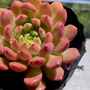 Loài cây đẹp như ngọc tên sen đá Ruby đỏ trong phong thủy và công dụng của sen đá Ruby đỏ