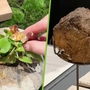 Nhà hàng phục vụ món tráng miệng từ phân voi trong suất ăn 13 triệu đồng