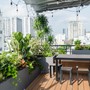 Trồng cây ban công: Chọn cây theo hướng nhà và các lưu ý