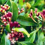 Diệt muỗi hiệu quả chỉ bằng cách trồng những cây này