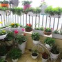 Lưu ý chọn cây ban công để tránh ảnh hưởng đến vận may và sức khỏe của các thành viên trong gia đình