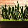 Cây lưỡi hổ có độc không, lưu ý gì khi trồng loại cây này?