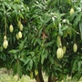 Top cây ăn quả cho bóng mát được yêu thích nhất