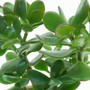 Top cây đặt phòng ngủ giúp giấc ngủ ngon, có lợi cho sức khỏe