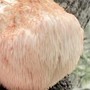 Vài triệu 1kg 'thực phẩm của hoàng đế', ở Việt Nam cũng nuôi trồng được