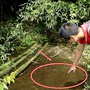 Lần theo tiếng động dưới vũng nước nông, cán bộ kiểm lâm hân hoan tìm thấy loài "tuyệt chủng" hơn 50 năm