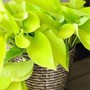 Mệnh Kim nên trồng cây gì trước nhà để đón tài lộc, bảo hộ cho gia đình?